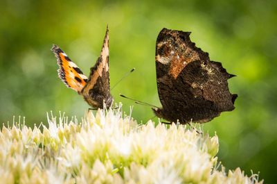 Close-up of butterfly pollinating on flower