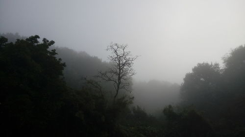 Trees in forest against sky at foggy weather