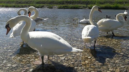 Swans on lake