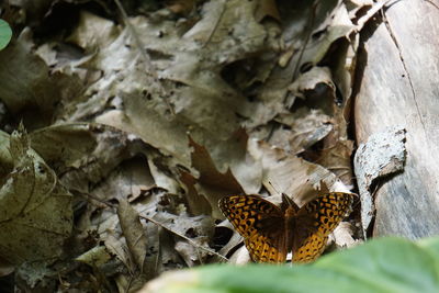 Orange butterfly on dry leaves