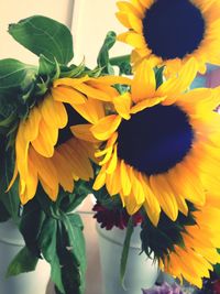 Close-up of sunflower