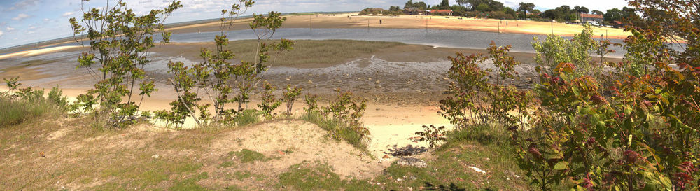 Plants growing on land