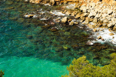 High angle view of jellyfish in sea