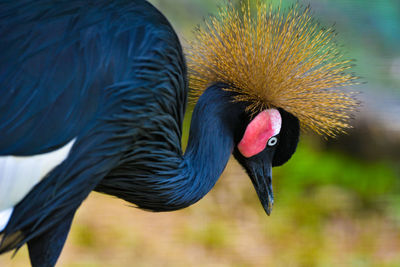 Close-up of duck