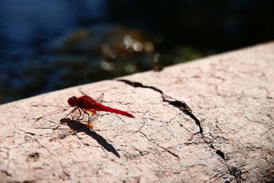 Close-up of insect on rock