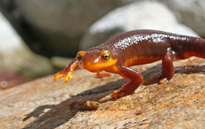 Close-up of lizard on rock