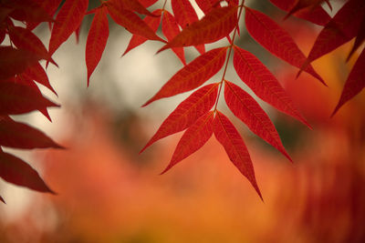 Close-up of leaves during autumn