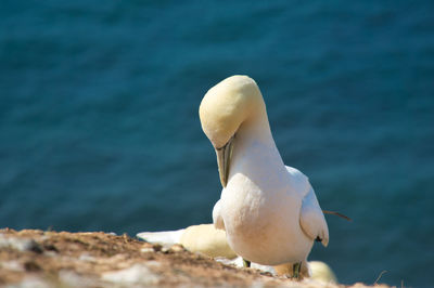 Close-up of seagull perching on rock by sea