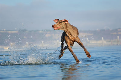 Side view of dog running in water