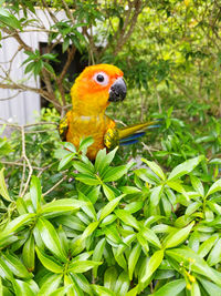 Parrot in nature