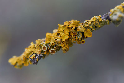 Close-up of yellow flowering plant on twig