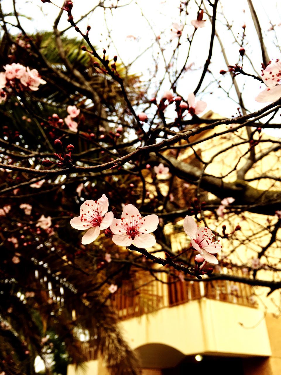 CLOSE-UP OF PINK FLOWERS ON TREE