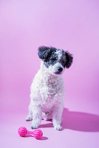 Pet care. cute mixed breed bichon frise dog portrait on pink background, sitting by the toy