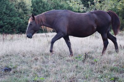 Horse standing in a field