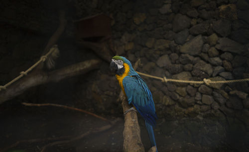 Close-up of gold and blue macaw perching on branch