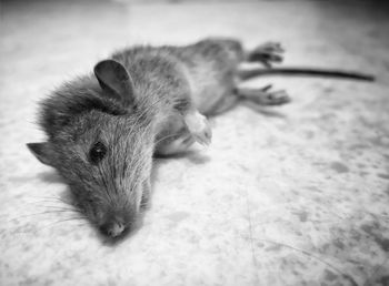Close-up of a death rat on floor