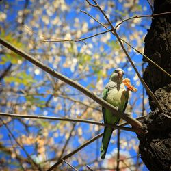 Low angle view of bird perching on tree