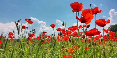 Close-up of red poppy flowers in field