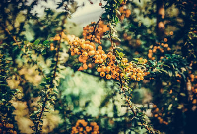 Cherries growing on plant