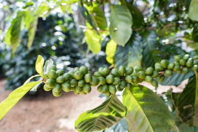 Close-up of grapes growing on tree