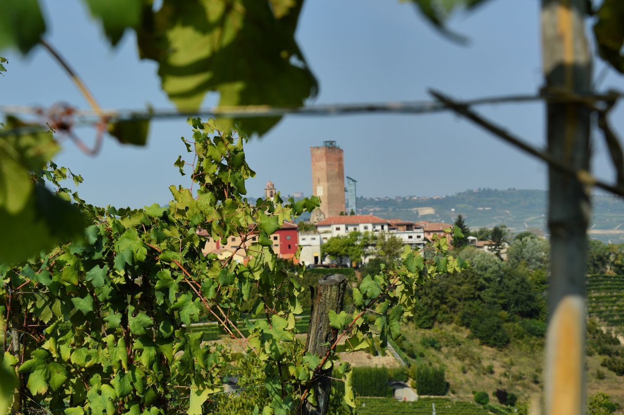 Torre di Barbaresco