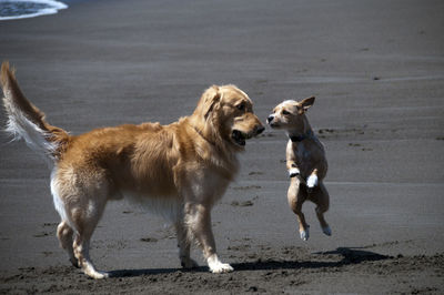 Dogs running on road