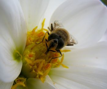 Close-up of bee on white flower