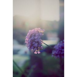 Close-up of flowers against blurred background