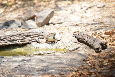 Close-up of lizard on rock