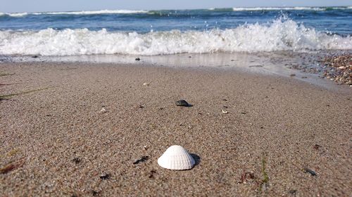 Surface level of seashell on shore at beach