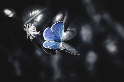 Close-up of butterfly on flower