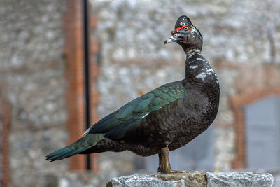 Close-up of a musk duck perched on a wall at the springs of agia varvara