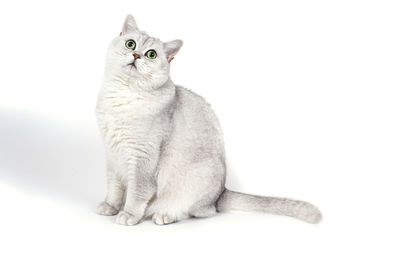 Portrait of tabby cat against white background