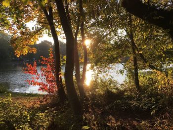 Trees by lake in forest during autumn