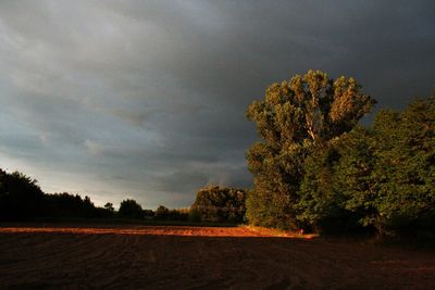 Trees on field against sky at sunset