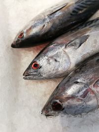 Close-up of fish for sale in market