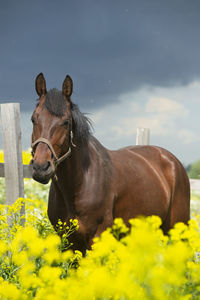 Close-up of horse on field against sky