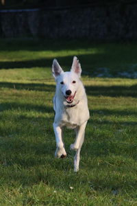 Portrait of dog running on field