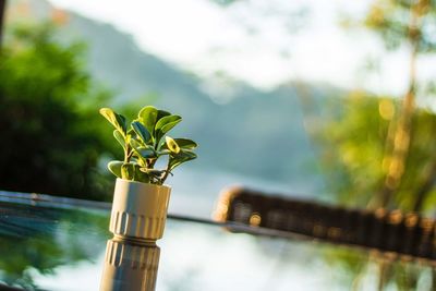 Close-up of plant by lake