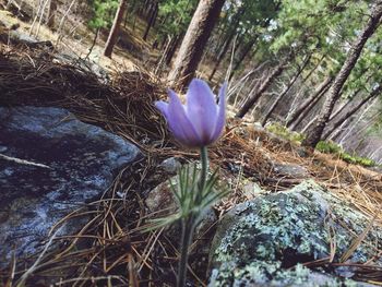 Close-up of purple crocus