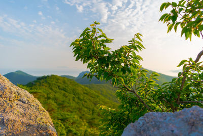 Scenic view of tree mountains against sky