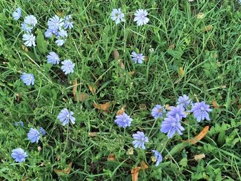 High angle view of flowers blooming on field