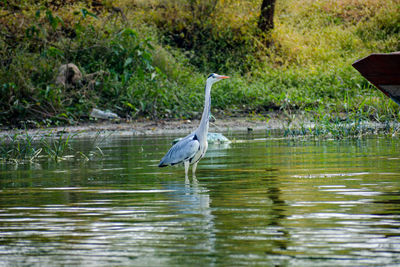 High angle view of gray heron on lake