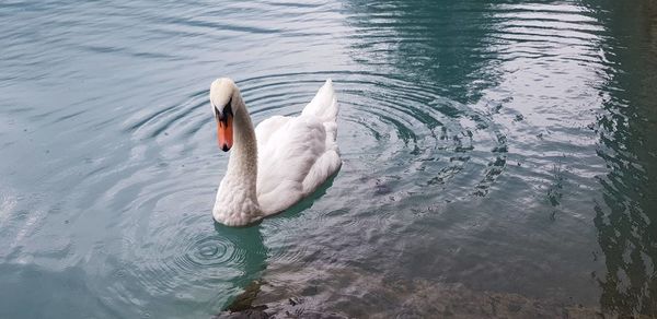 Swan swimming in lake