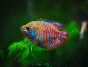 Close-up of fish swimming in aquarium