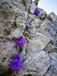 Close-up of purple crocus flowers