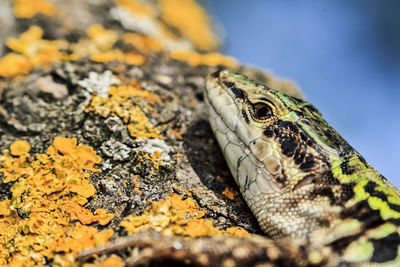 Close-up of lizard