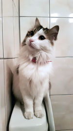 White cat sitting on tiled floor