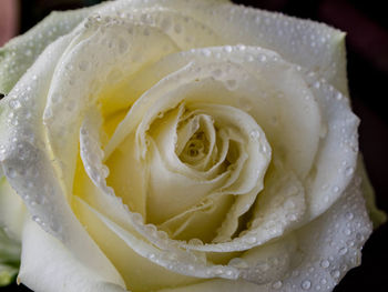 Close-up of yellow rose