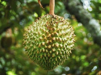 Close-up of durian